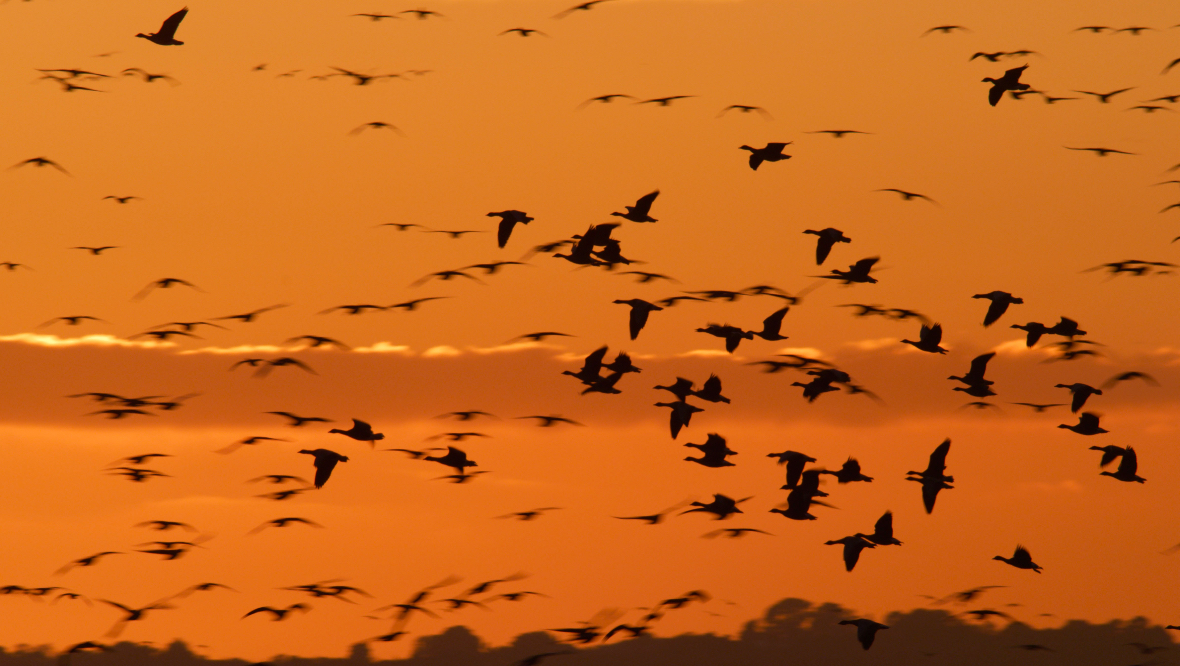 Montrose Basin: Thousands of birds flock to the wildlife reserve every year.