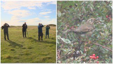 Siberian Thrush spotted in mainland Scotland for first time