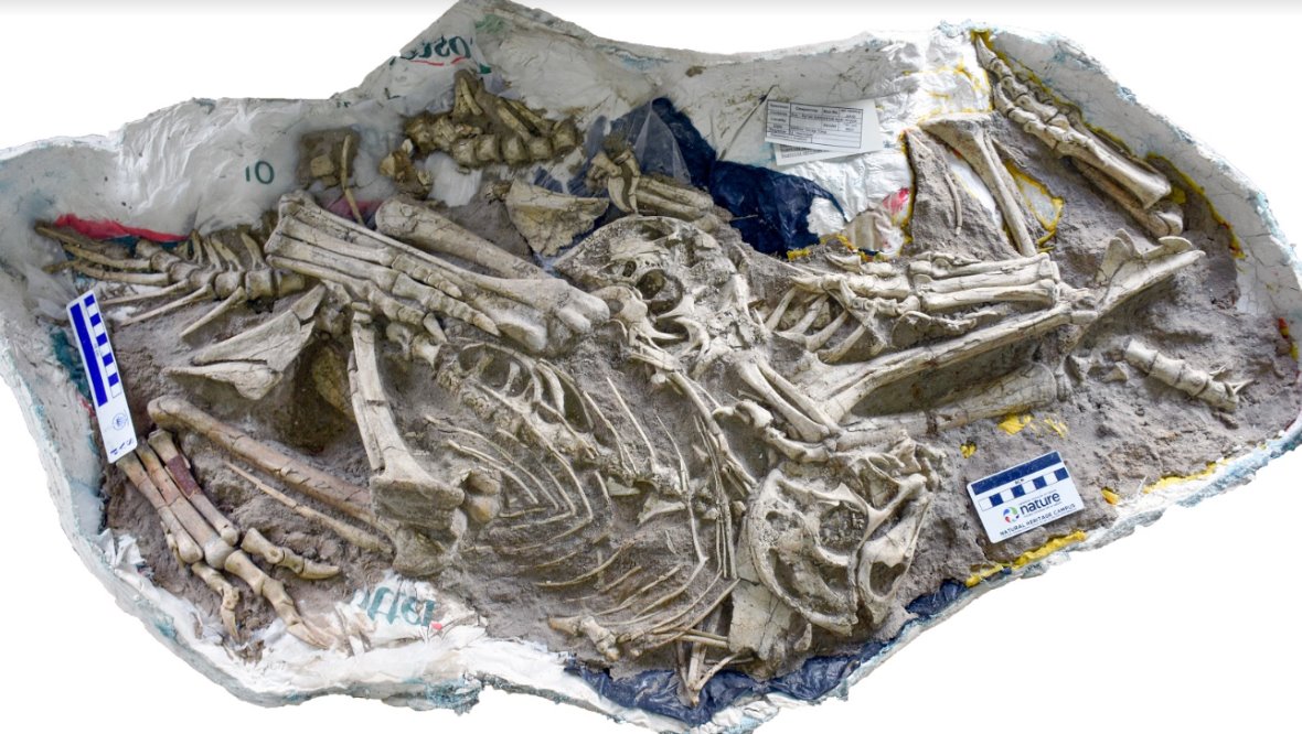 Skeletons uncovered by researchers in the Gobi Desert.