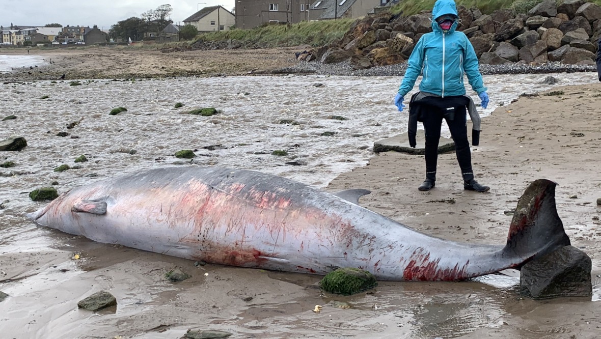 Distressed whale dies after washing ashore on beach