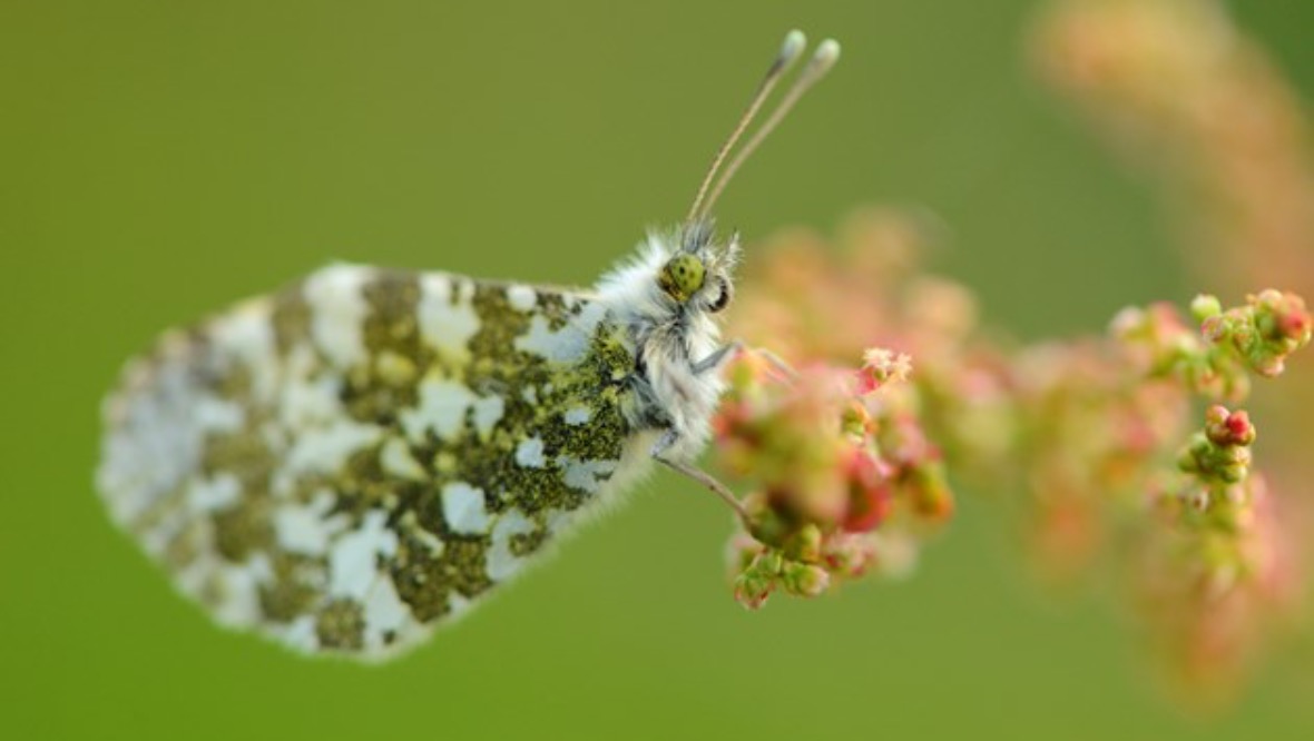 Warmer summers bringing more butterflies to Scotland