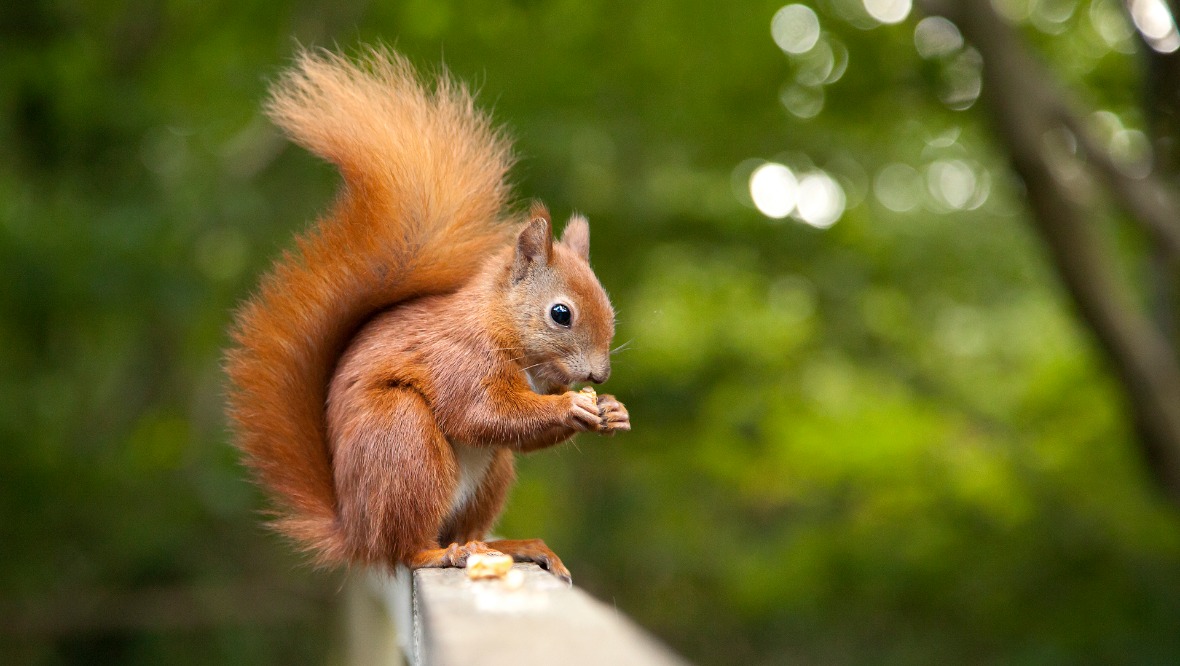 Non-native conifer plantations ‘harming red squirrel conservation’