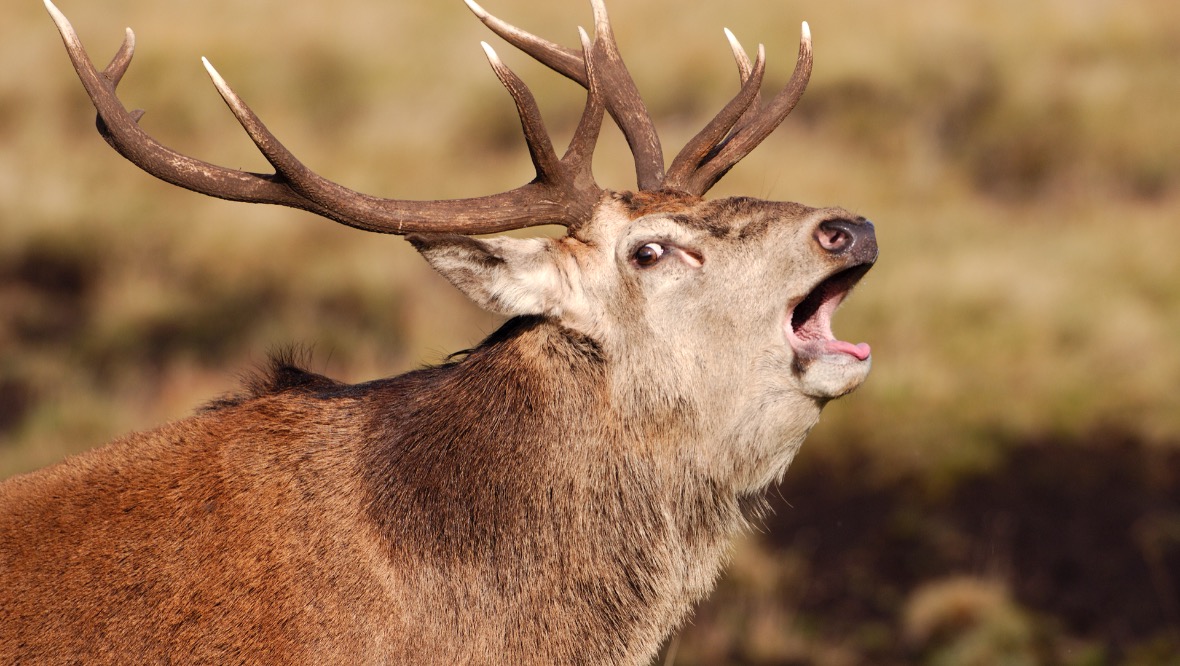 Red Deer stag roaring. Highland Wildlife Park ©Lorne Gill-NatureScot