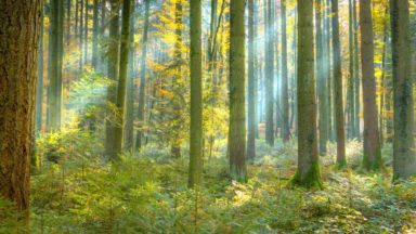 Nearly half a million granted to seed Clyde Climate Forest