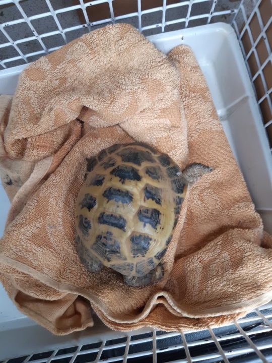 Tortoise found dumped in box next to Asda recycling bins