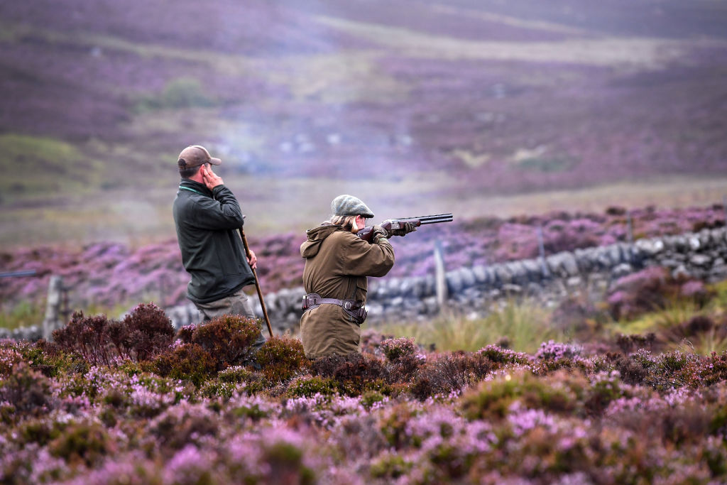 Grouse shooting to be licensed in Scotland