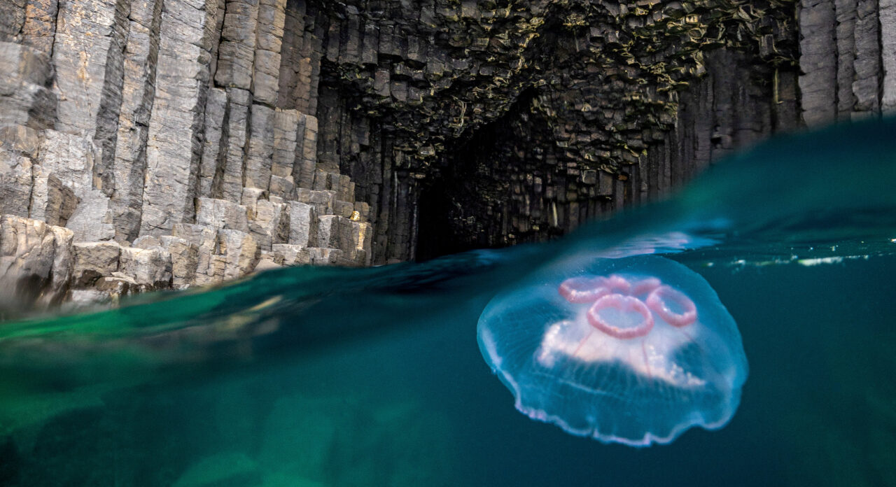 Photograph shows jellyfish floating in famous basalt cave