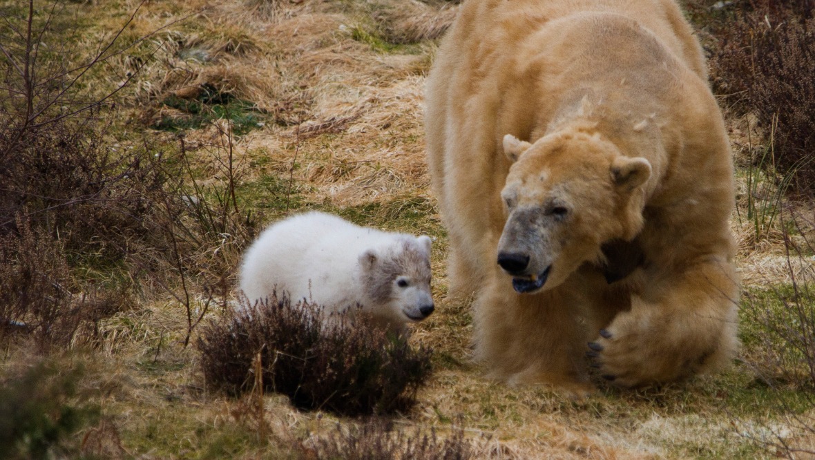 Hamish with mother Victoria at the Highland Wildlife Park.