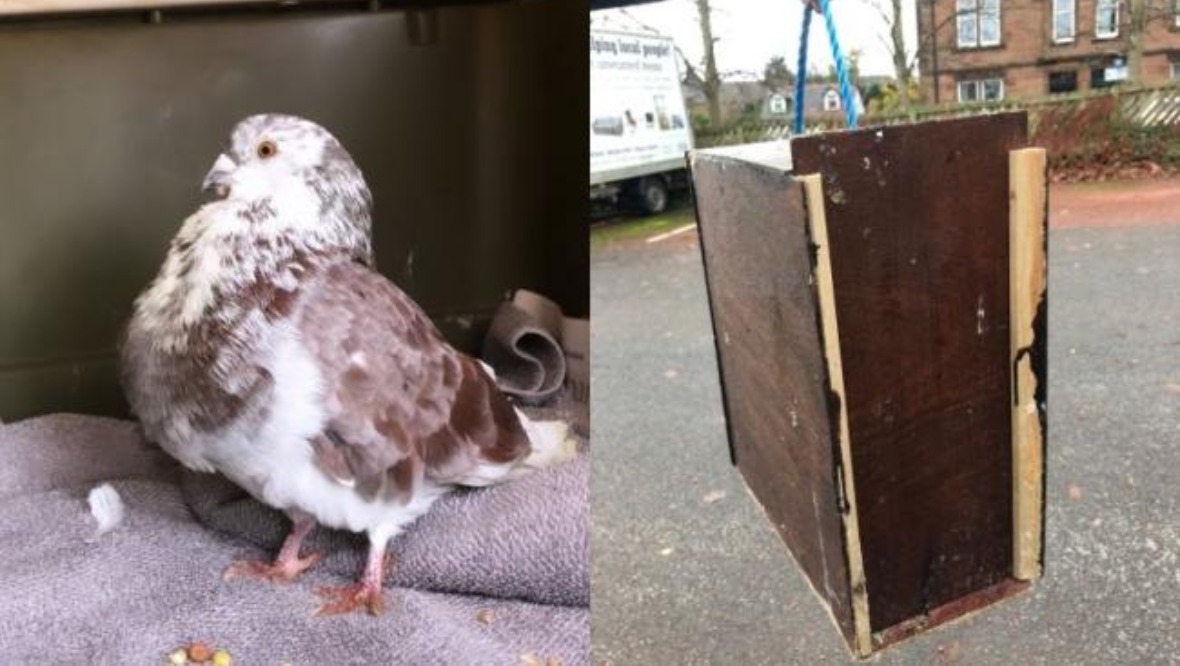 Appeal after pigeon left on bus in homemade wooden box