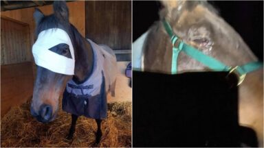 ‘No animal deserves this’: Horse hit with firework loses eye