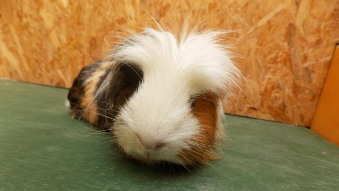 Abandoned guinea pig rescued after dog followed its scent