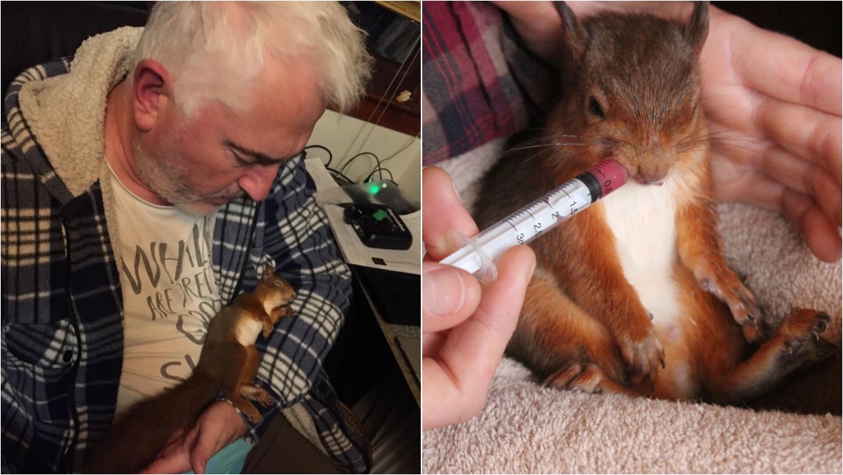 Man nurses injured squirrel back to health with smoothies