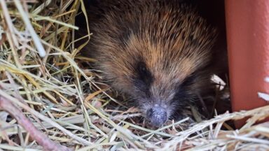 Appeal for animal lovers to help feed hungry hedgehogs