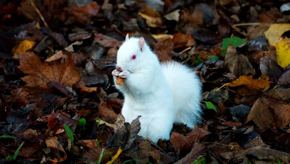 Photographer captures rare albino squirrel on camera