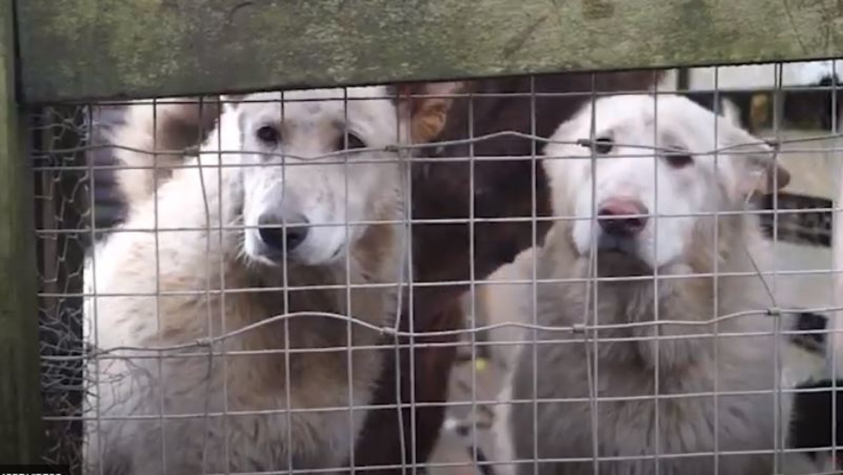 Over 60 animals rescued from ‘appalling’ conditions