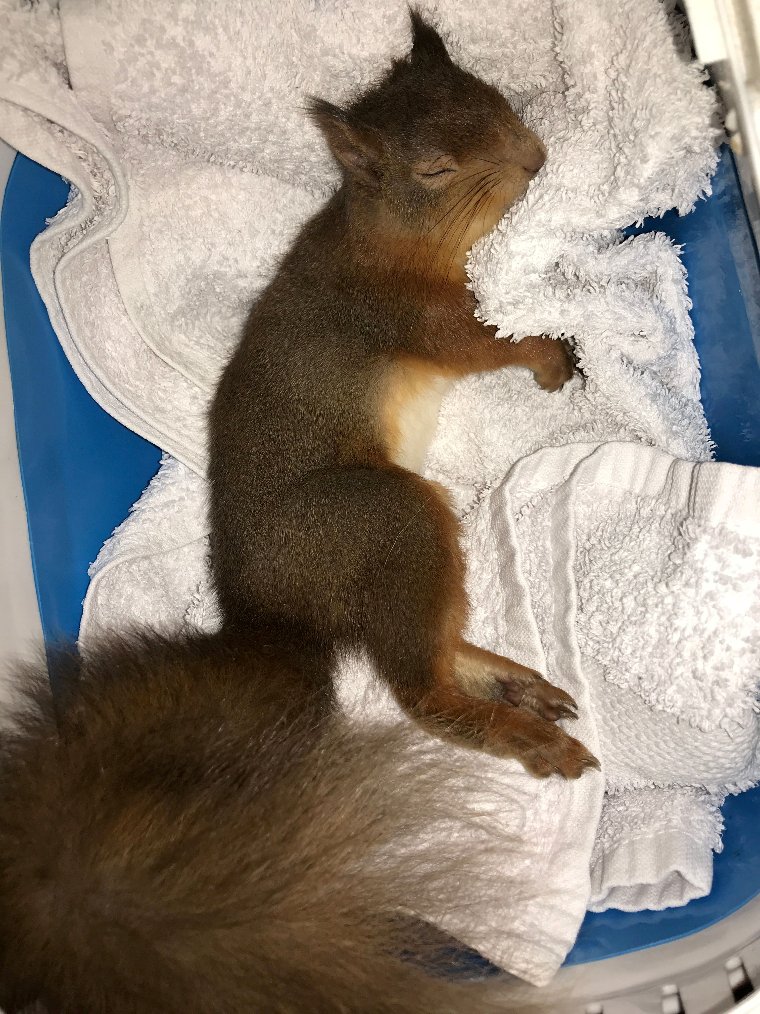 Ted the squirrel may have been struck by a car or fell from a tree.