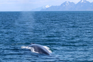 Whale be back: Scots scientists spot endangered species