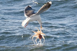 Catch of the day: Moment seagull snatches octopus out of sea