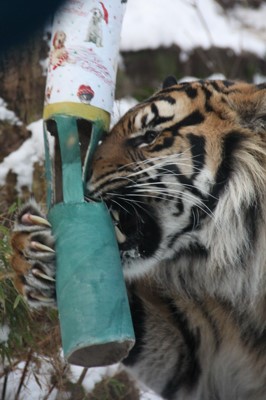 The animals get a few treats added into their usual diet on Christmas Day.