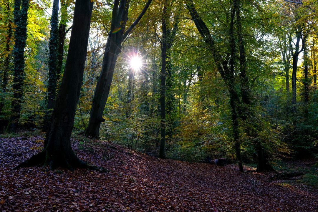 Councils secure share of £2.9m tree fund from Woodland Trust