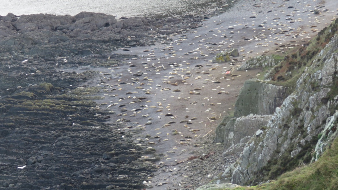 Nature reserve: There were no seals at all in 2007.