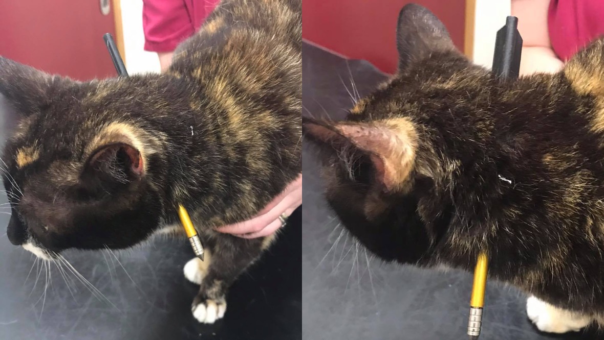 Hunt for animal abuser after cat shot through neck with crossbow