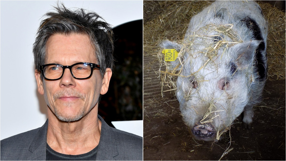 Kevin Bacon backs appeal to find namesake Scots pig a home