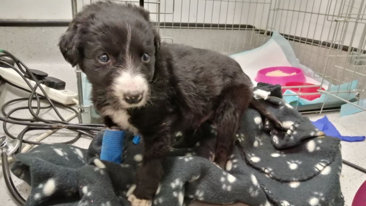 Stark warning after death of puppy bought on Gumtree