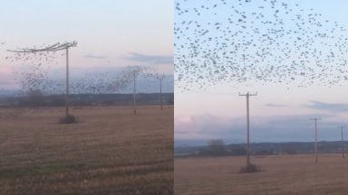 Mystery power cuts caused by spectacular ‘dancing’ starlings