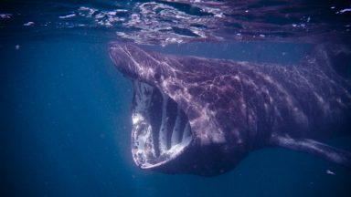 Police Scotland issue basking shark warning after disturbance in Moray and Aberdeenshire