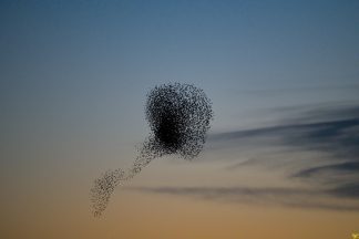 Sunset songbirds: Around 30,000 starlings swirl across sky