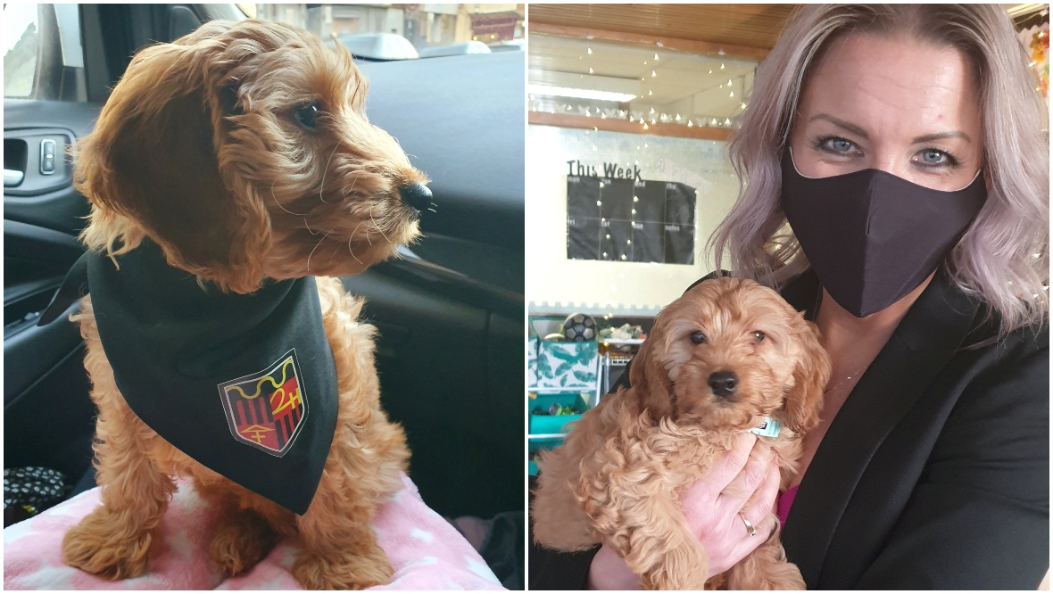 Puppy power: Cockapoo supports struggling school pupils