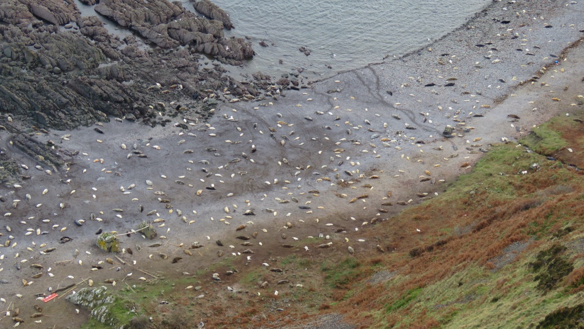 National Trust for Scotland: The seals breed from October to December.