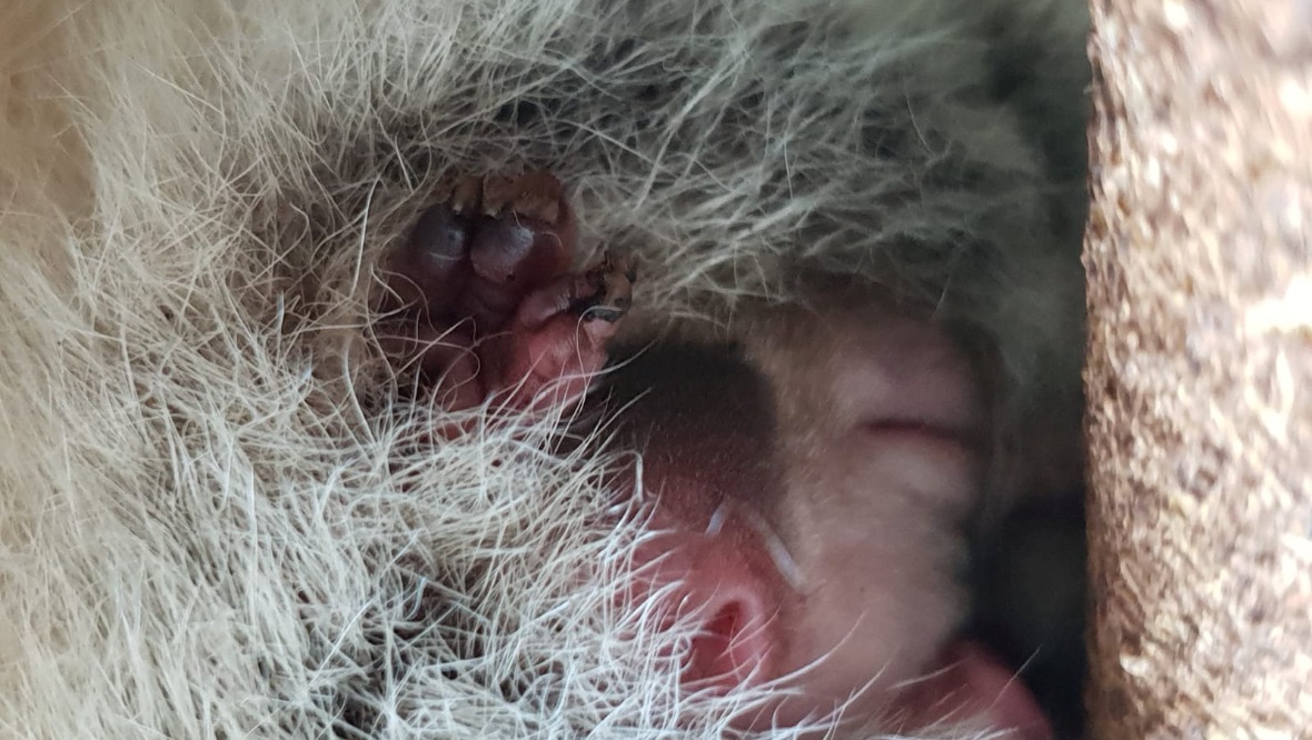 Bundle of joey: Tiny baby koala captured on camera