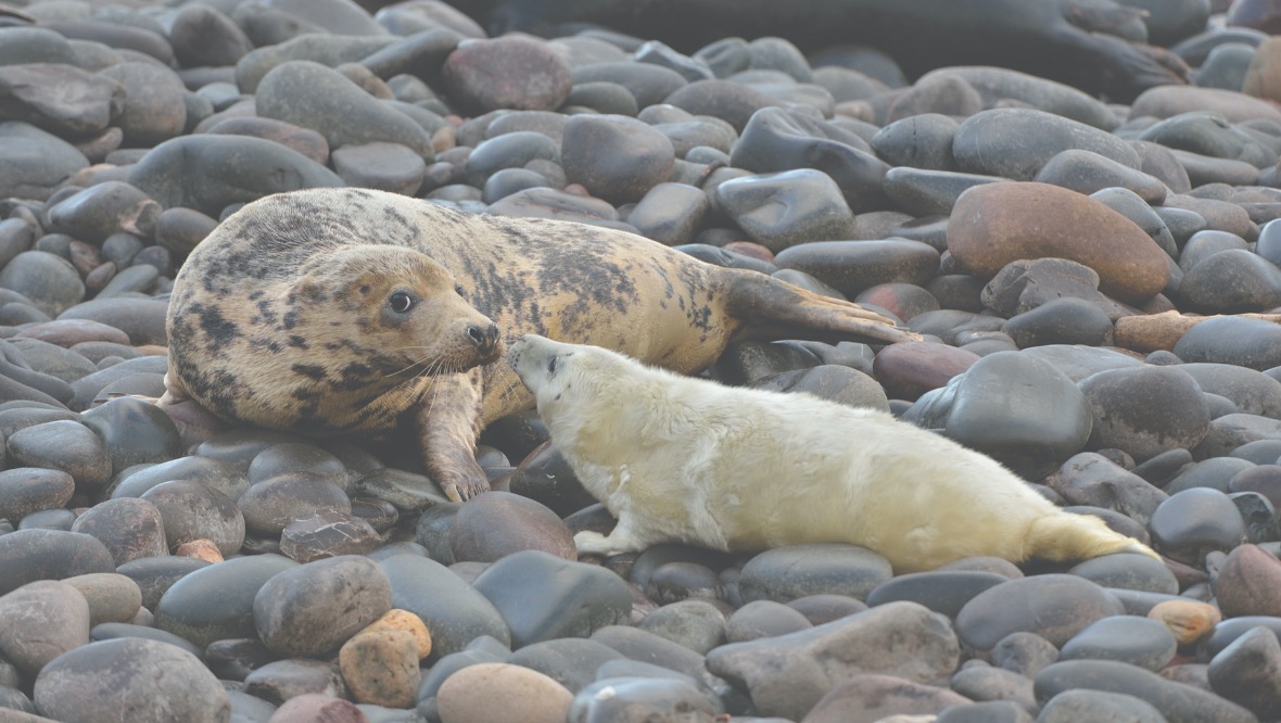 Record number of seal pups counted at nature reserve