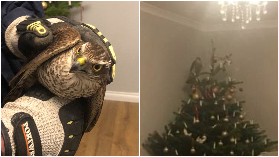 Bird of prey rescued from top of family’s Christmas tree