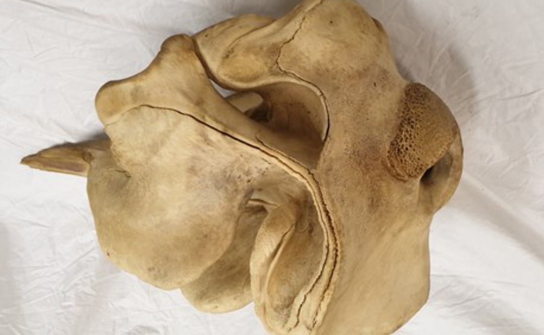 Mammal mystery: Police appeal over missing whale skull