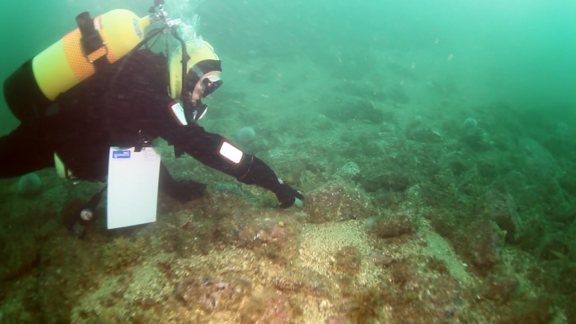 Diver making discovery: COAST. 