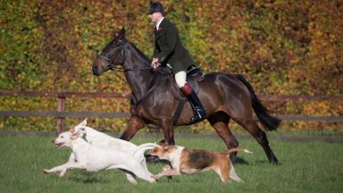 Greens renew call for outright fox hunting ban in Scotland