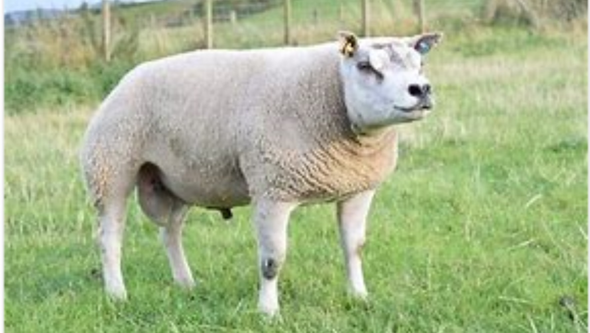 Pedigree sheep worth over £2500 missing from farm
