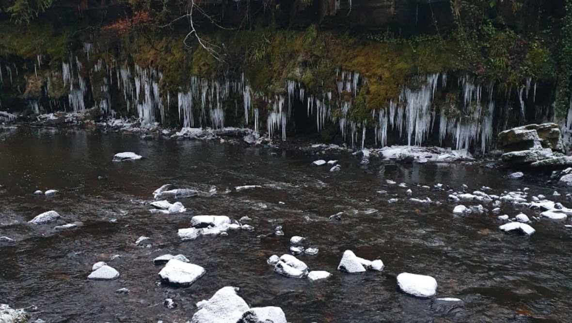 Icicles formed overnight by this stream in East Kilbride.