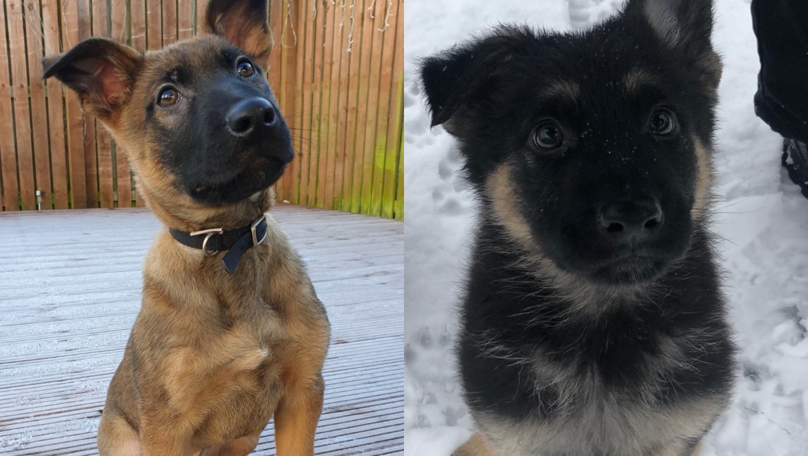 Paw patrol: Two new pups join Police Scotland’s dog unit