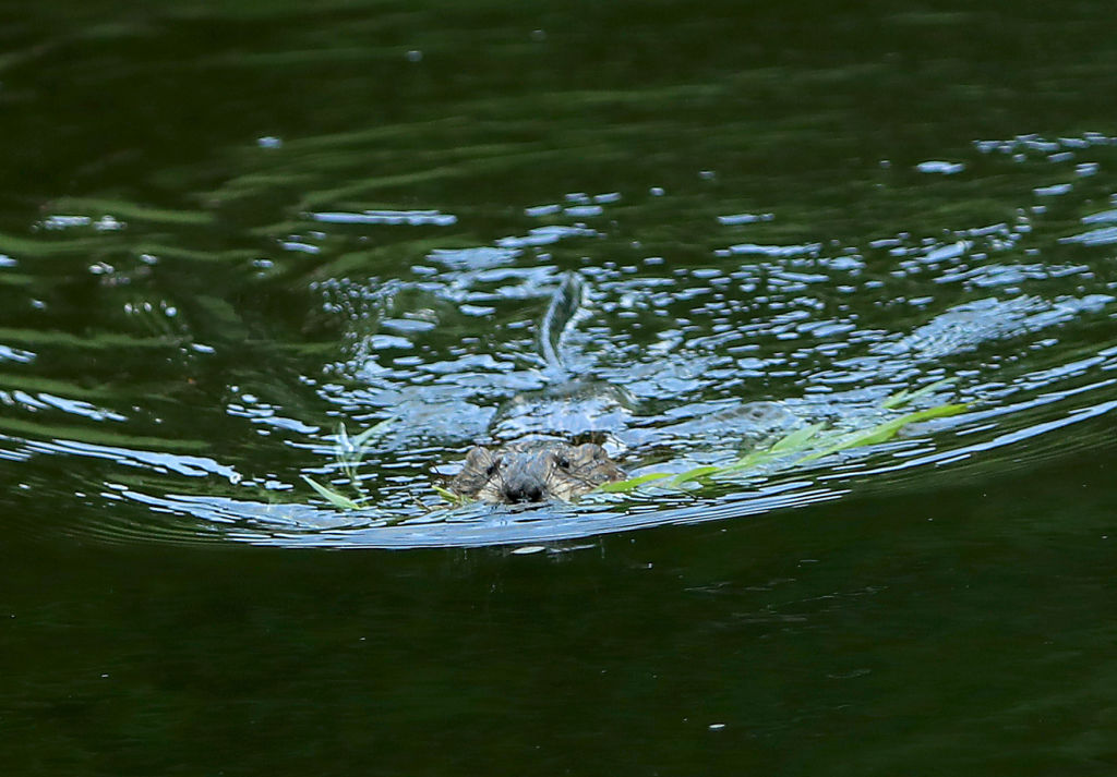 Beaver population in Argyll forest successfully boosted