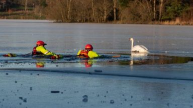 Firefighters smash ice to rescue swan trapped in frozen loch