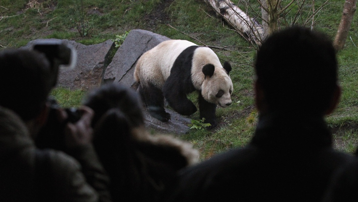 Edinburgh Zoo’s giant pandas may leave the UK next year