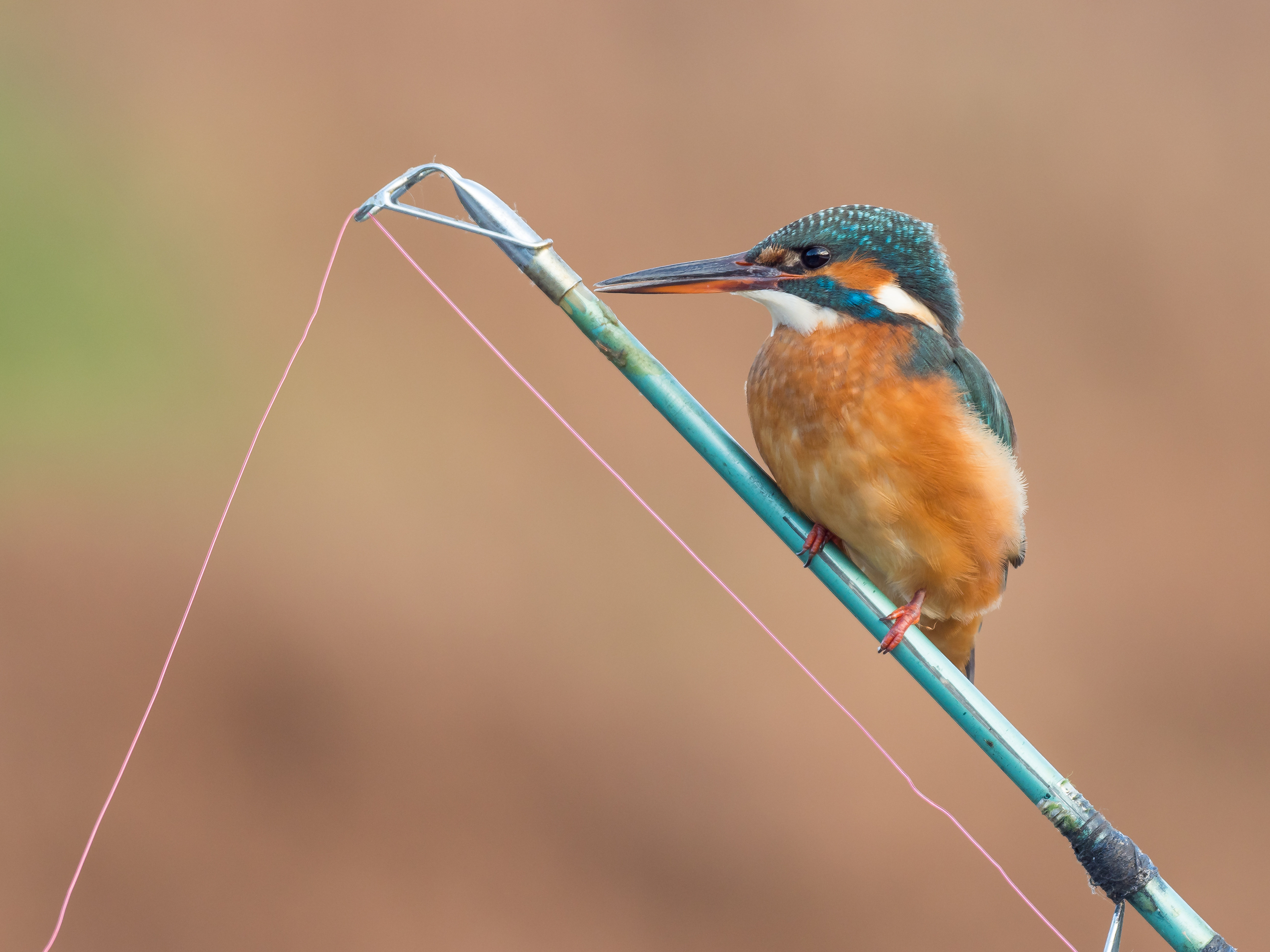 Clever kingfisher sits on fishing rod as it catches next meal