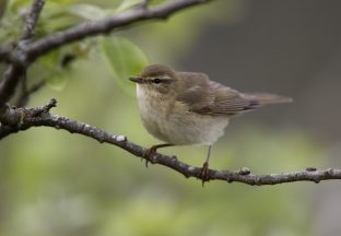 Woodland bird populations bounce back after Beast from East