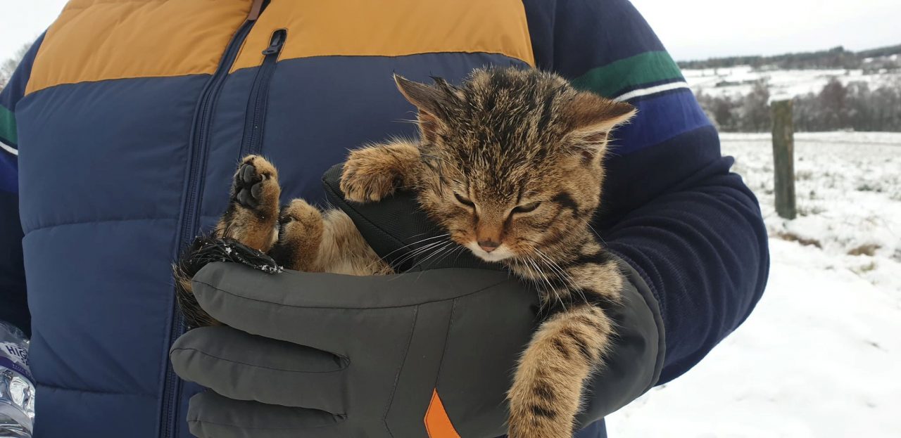 Chef rescued kitten then discovered it was a wildcat
