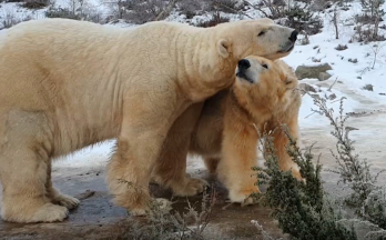 Polar attraction: Love is in the air at wildlife park
