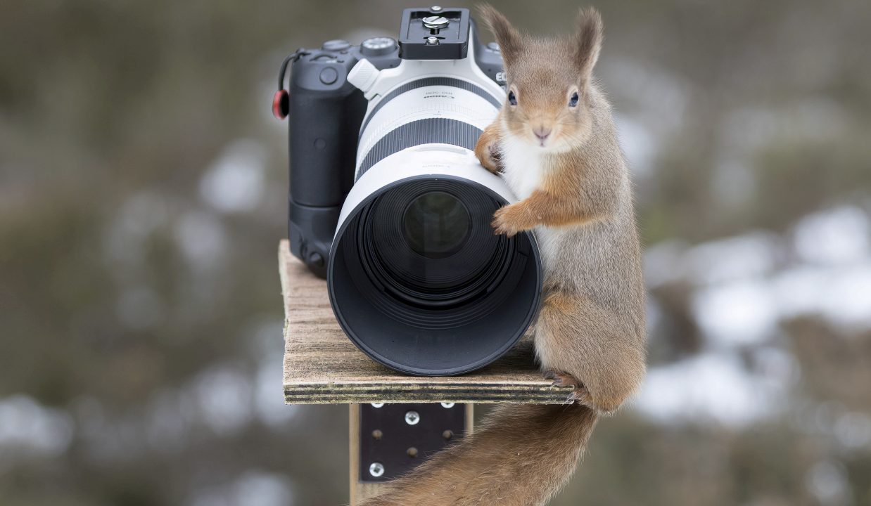 Curious red squirrel brushes up on camera skills